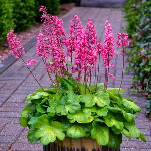 TIMELESS GLOW CORAL BELLS