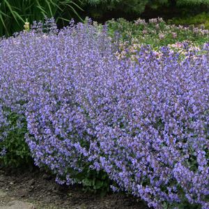 PURRSIAN BLUE CATMINT