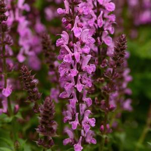 ROSE MARVEL MEADOW SAGE