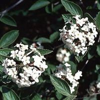 FRAGRANT VIBURNUM