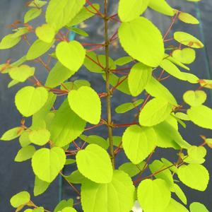 CLAIM JUMPER™ GOLDEN KATSURA TREE