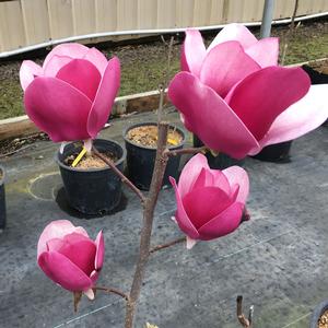 CAMEO MAGNOLIA