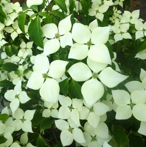 GREENSLEEVES KOUSA DOGWOOD