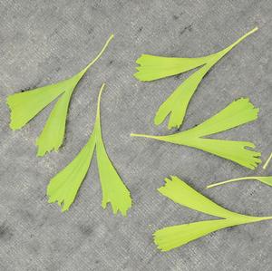 SARATOGA GINKGO