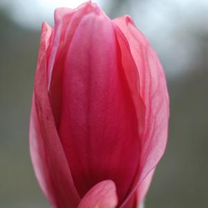 DAYBREAK MAGNOLIA