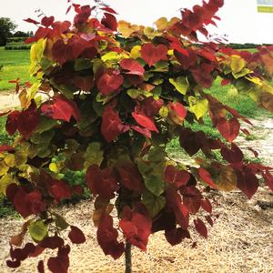 FLAME THROWER® REDBUD