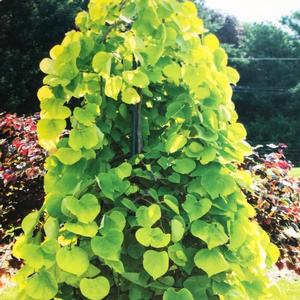 GOLDEN FALLS® WEEPING REDBUD