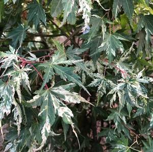 TSURU NO MAI UPRIGHT JAPANESE MAPLE