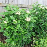 WINTERTHUR VIBURNUM