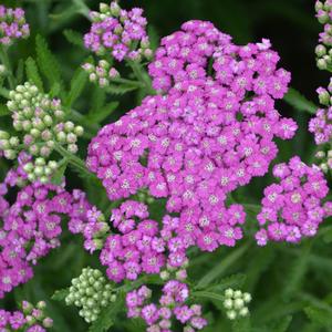 FIREFLY AMETHYST YARROW