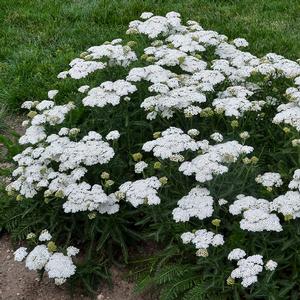 FIREFLY DIAMOND YARROW
