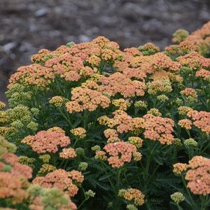 FIREFLY PEACH SKY YARROW