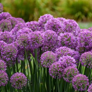 SERENDIPITY ORNAMENTAL ONION