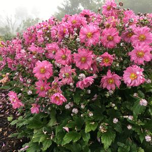 FALL IN LOVE™ SWEETLY JAPANESE ANEMONE