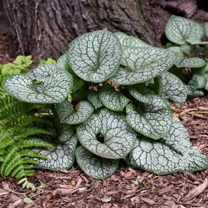 JACK OF DIAMONDS BRUNNERA
