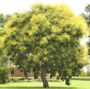 GOLDEN RAINTREE