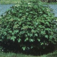 DWARF EUROPEAN CRANBERRY BUSH