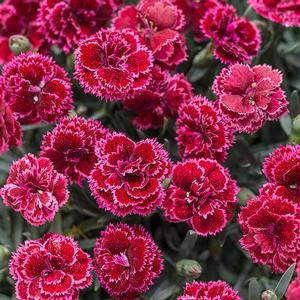 FRUIT PUNCH® BLACK CHERRY FROST DIANTHUS
