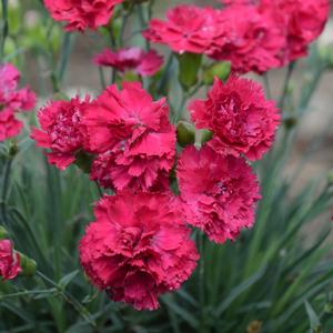 FRUIT PUNCH® CRANBERRY COCKTAIL DIANTHUS