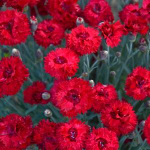 FRUIT PUNCH® MARASCHINO DIANTHUS