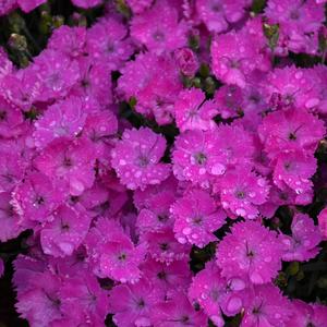 PAINT THE TOWN FUCHSIA DIANTHUS