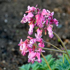 PINK DIAMONDS BLEEDING HEART