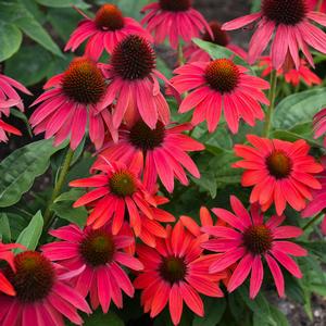 LAKOTA™ FIRE CONEFLOWER