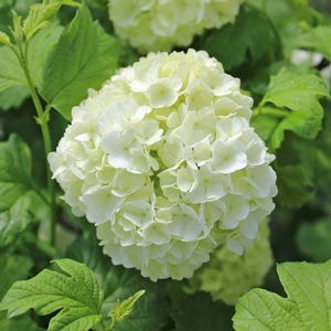 EASTERN SNOWBALL VIBURNUM