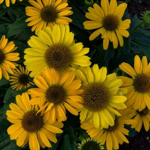 COLOR CODED® YELLOW MY DARLING CONEFLOWER