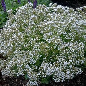 FESTIVAL STAR® BABY'S BREATH
