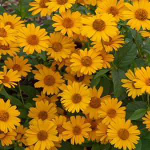 TUSCAN SUN FALSE SUNFLOWER