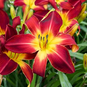 RAINBOW RHYTHM® RUBY SPIDER DAYLILY