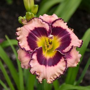 RAINBOW RHYTHM® SOUND OF MY HEART DAYLILY