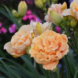 RAINBOW RHYTHM® SILOAM PEONY DISPLAY DAYLILY
