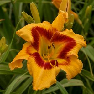 RAINBOW RHYTHM® TIGER SWIRL DAYLILY