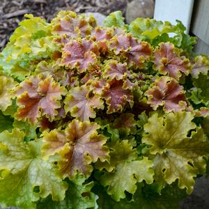 DOLCE® APPLE TWIST CORAL BELLS
