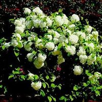 NEWPORT™ DOUBLEFILE VIBURNUM