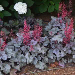 DOLCE® SILVER GUMDROP CORAL BELLS