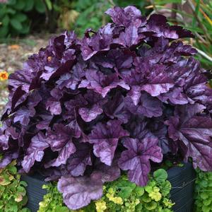 DOLCE® WILDBERRY CORAL BELLS