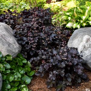 PRIMO® BLACK PEARL CORAL BELLS