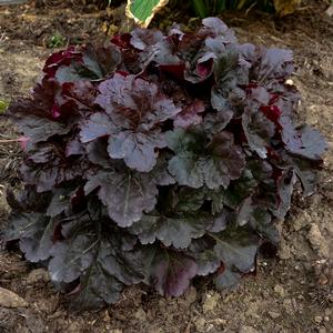 PRIMO® MAHOGANY MONSTER CORAL BELLS