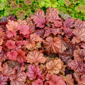 PRIMO® PEACHBERRY ICE CORAL BELLS