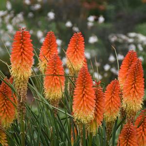 PYROMANIA™ BACKDRAFT RED HOT POKER