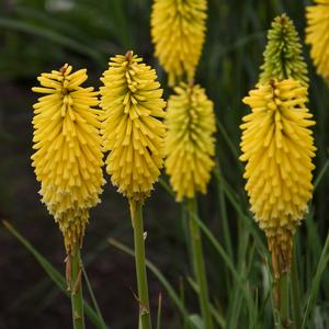 PYROMANIA™ SOLAR FLARE RED HOT POKER