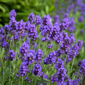 SWEET ROMANCE® LAVENDER