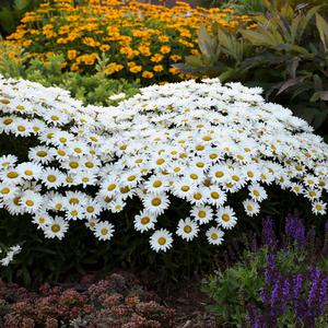 AMAZING DAISIES® DAISY MAY® SHASTA DAISY