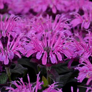 LEADING LADY PLUM BEEBALM