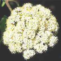 LEATHERLEAF VIBURNUM