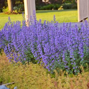 CAT'S MEOW CATMINT