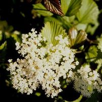RED FEATHER™ ARROWWOOD VIBURNUM
